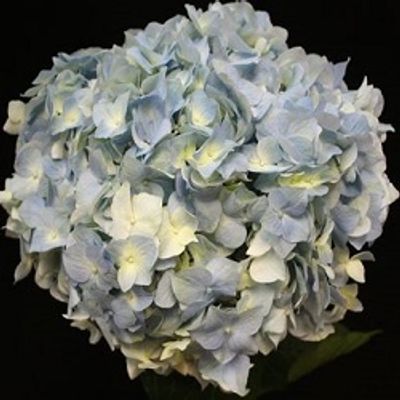 Jumbo Blue