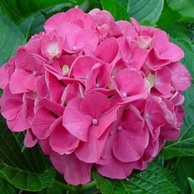 Dark Pink