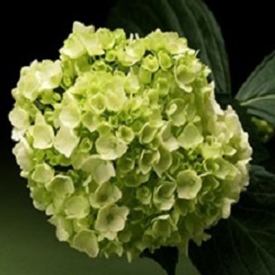 Mini Green