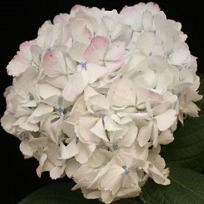 Pink Antique