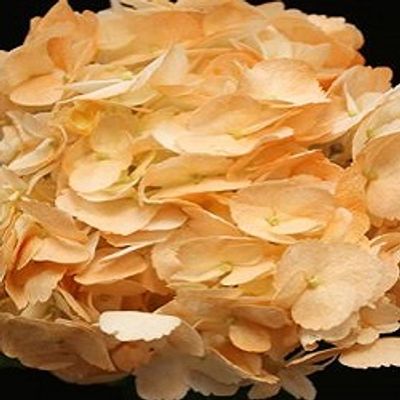 Spray Orange