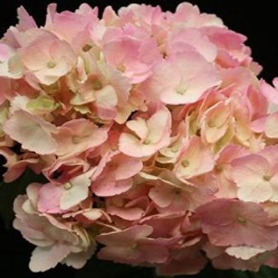 Spray Pink