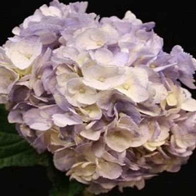 Spray Purple