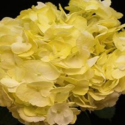 Spray Yellow
