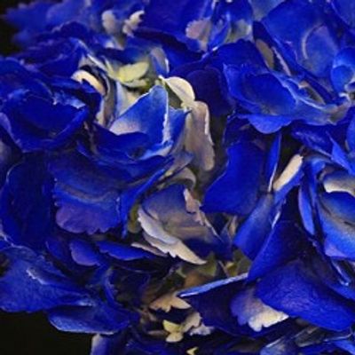 Tinted Dark Blue