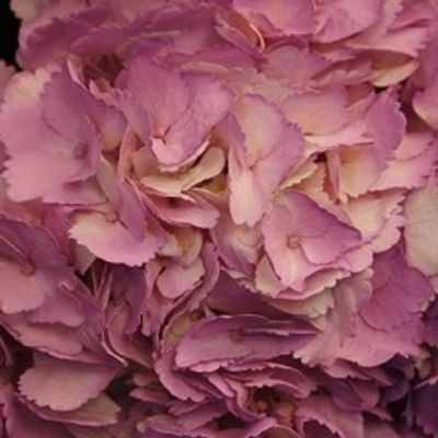 Tinted Lavender