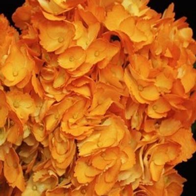 Tinted Orange