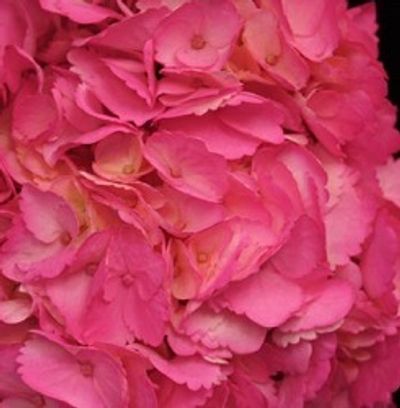 Tinted Pink