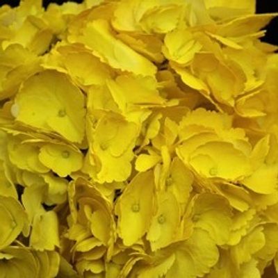 Tinted Yellow