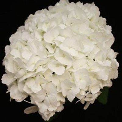 Jumbo White