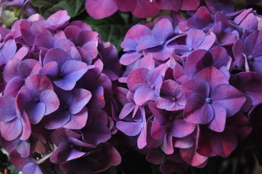 Hydrangeas