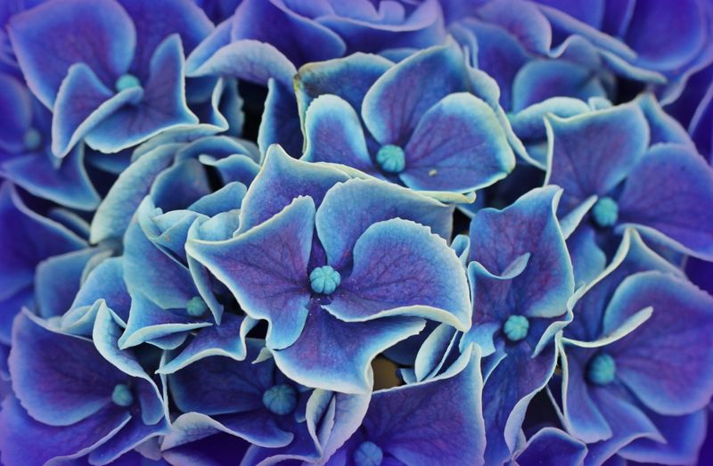 Hydrangea flowers