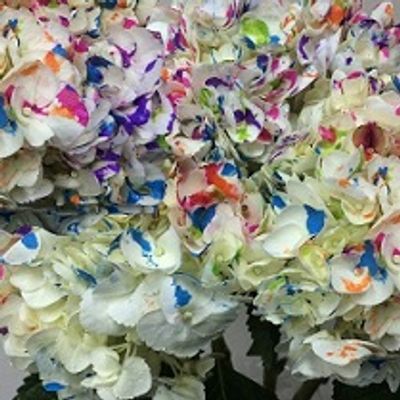 Hydrangeas Mix