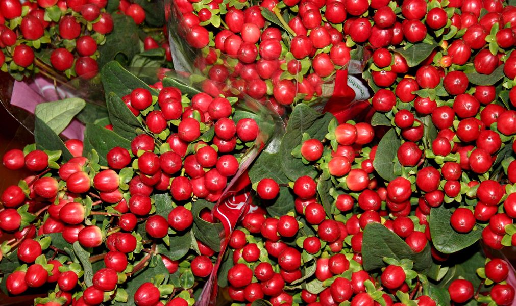 Hypericum & Coco Berries