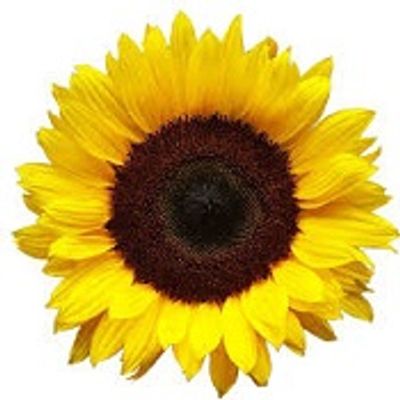 Large Sunflower