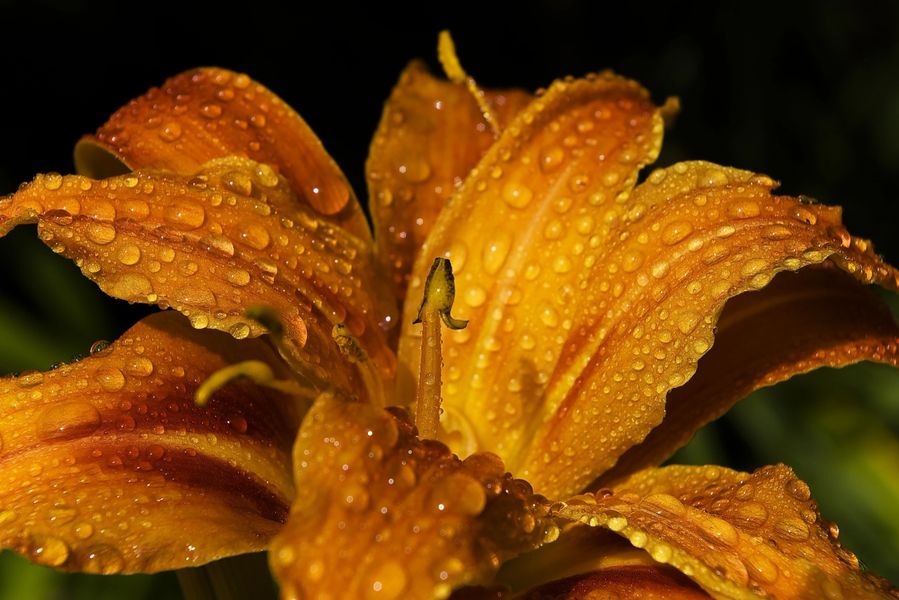 Lilies