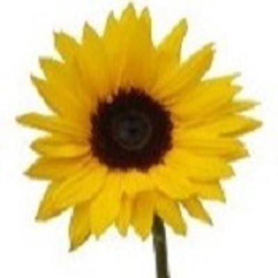 Medium Sunflower