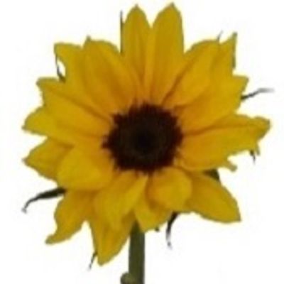 Mini Sunflower