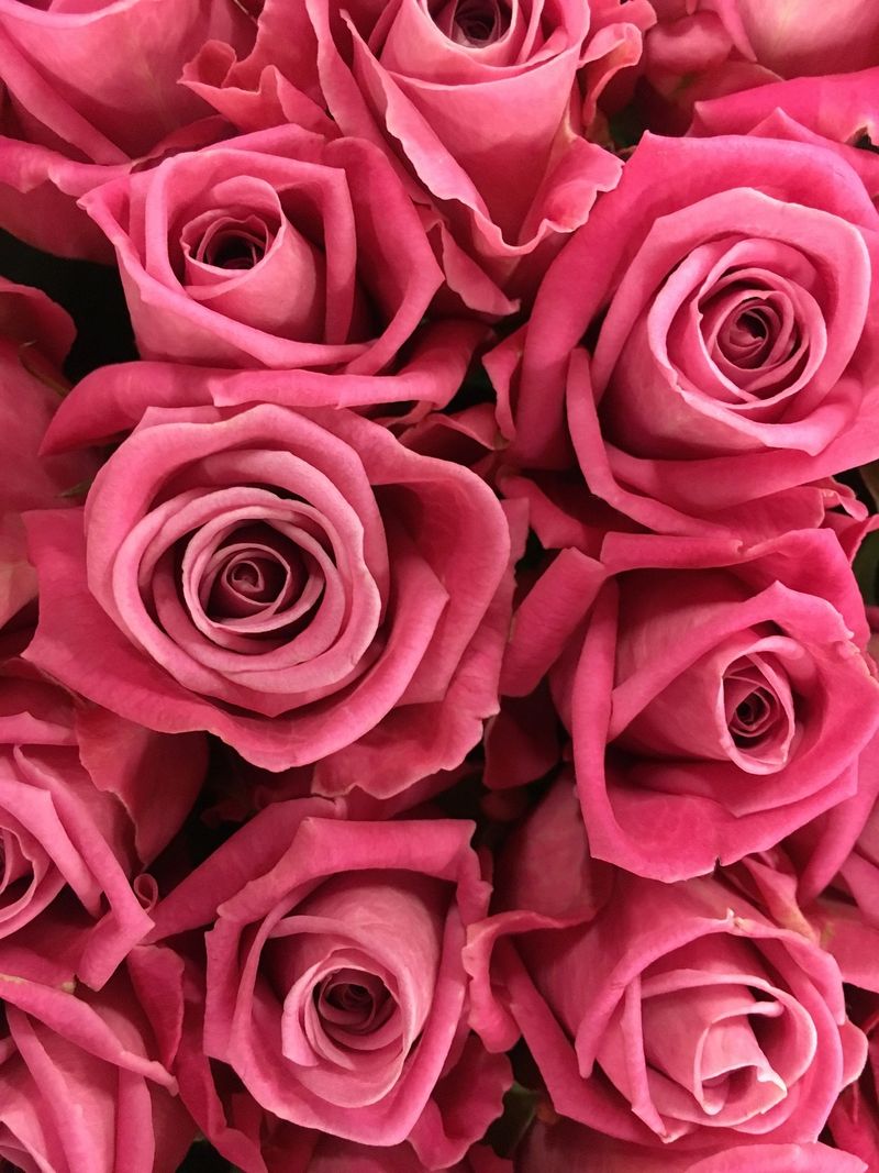 Beautiful roses