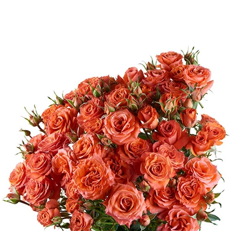 Spray Roses