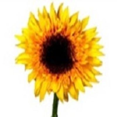 Sun Splash