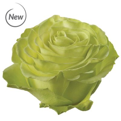 Wasabi