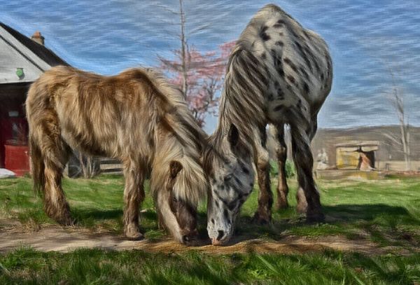 Two ponies grazing on grass in a field.