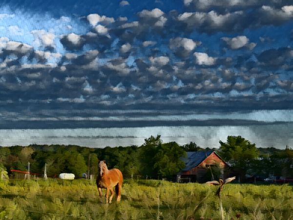 Horse in a grassy field with cloudy sky and farm buildings.