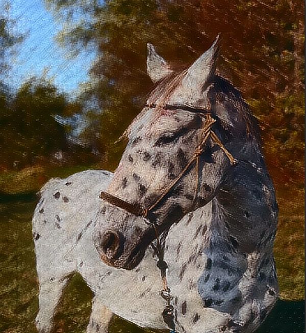 Spotted horse in natural setting.