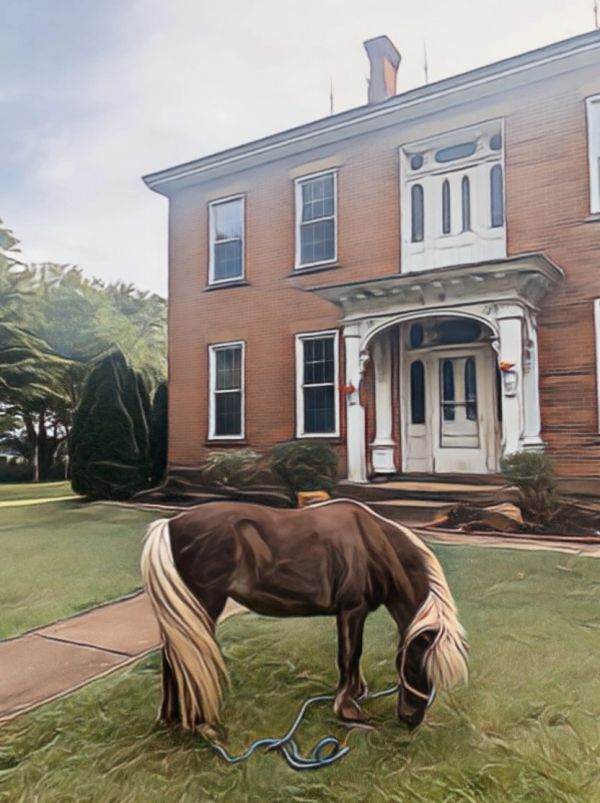 A brown and white pony grazing in front of a brick house.