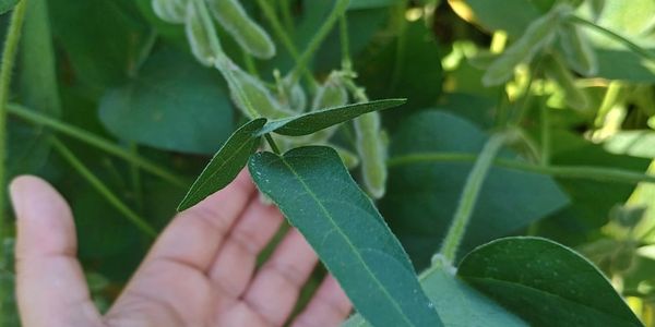 Brazil soybeans export, sugar and corn