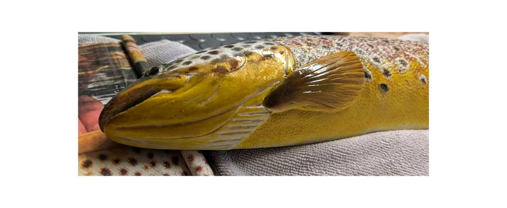 Wood carving of a Wild Brown Trout underneath view.