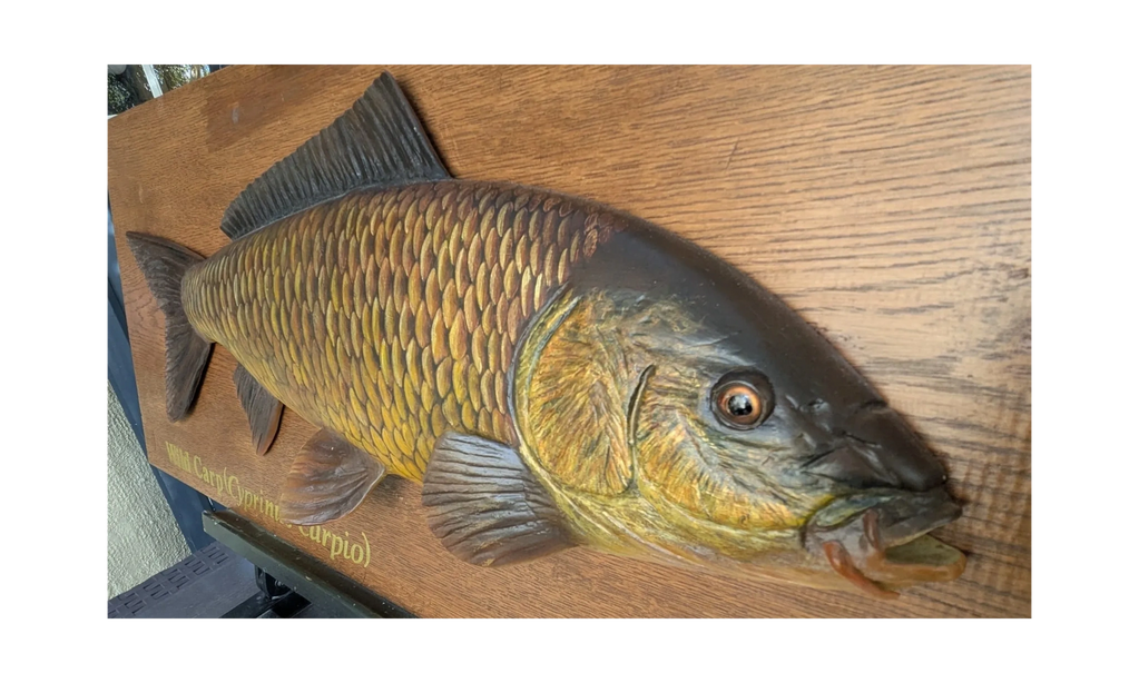 Close- up image of a wood carving of a Wild carp by Marc Williams