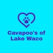 Cavapoo's of Lake Waco