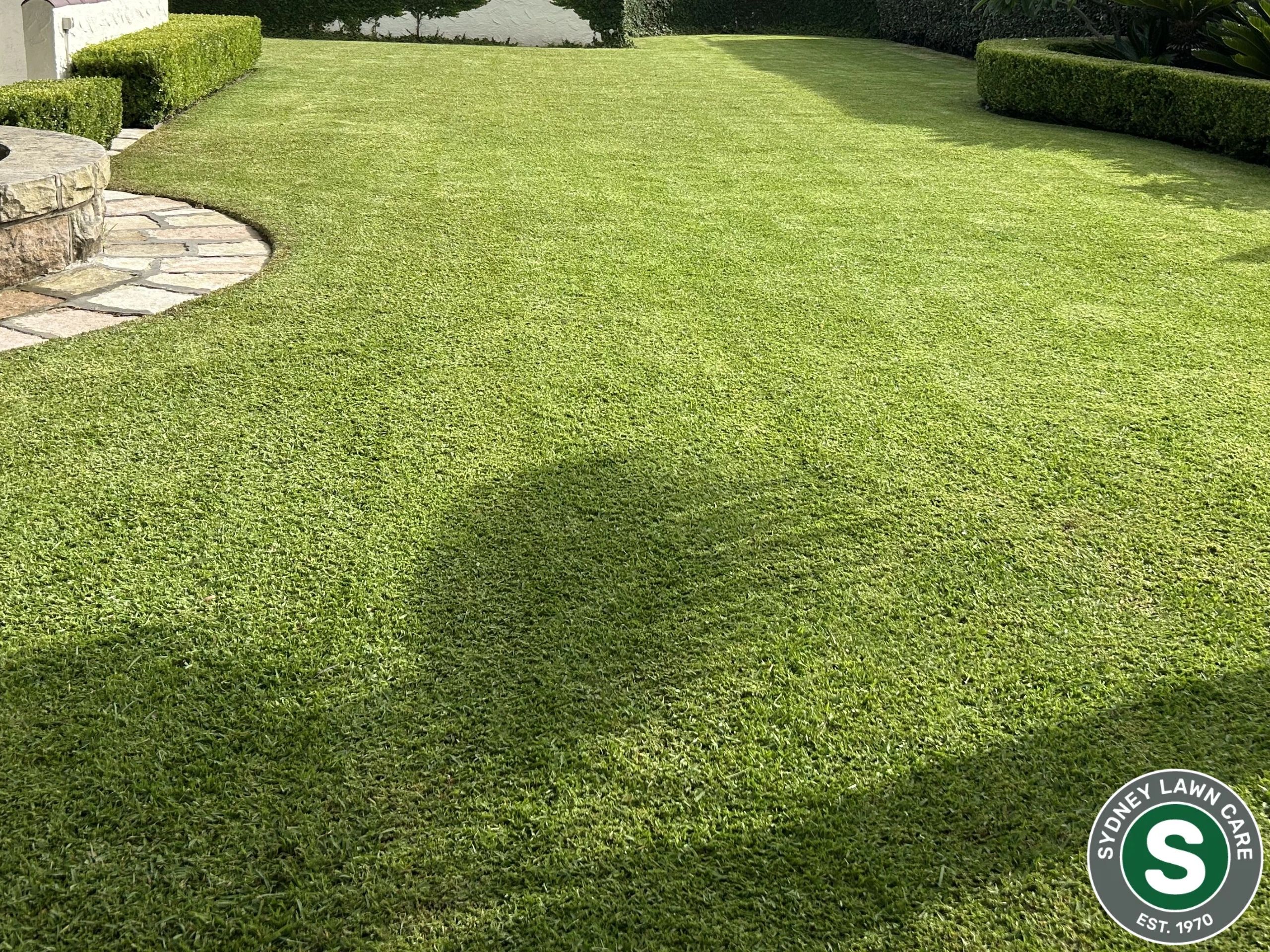 Lawn care program in Sydney
