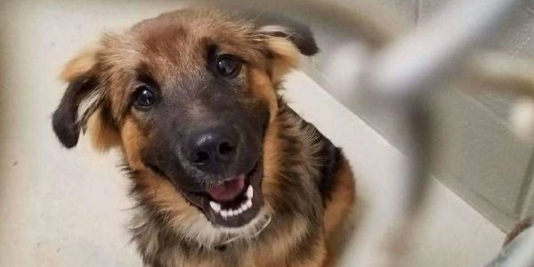 Rescue dog awaiting transport pickup