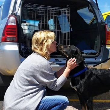 Dog being picked up from a shelter, to be transported to a rescue's foster home.