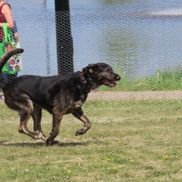 Bark in the Park 07 194, VeggieJen