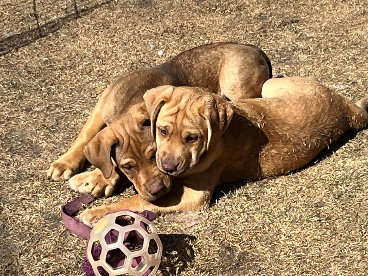 Bark at the Park - Animal Rescue Foundation