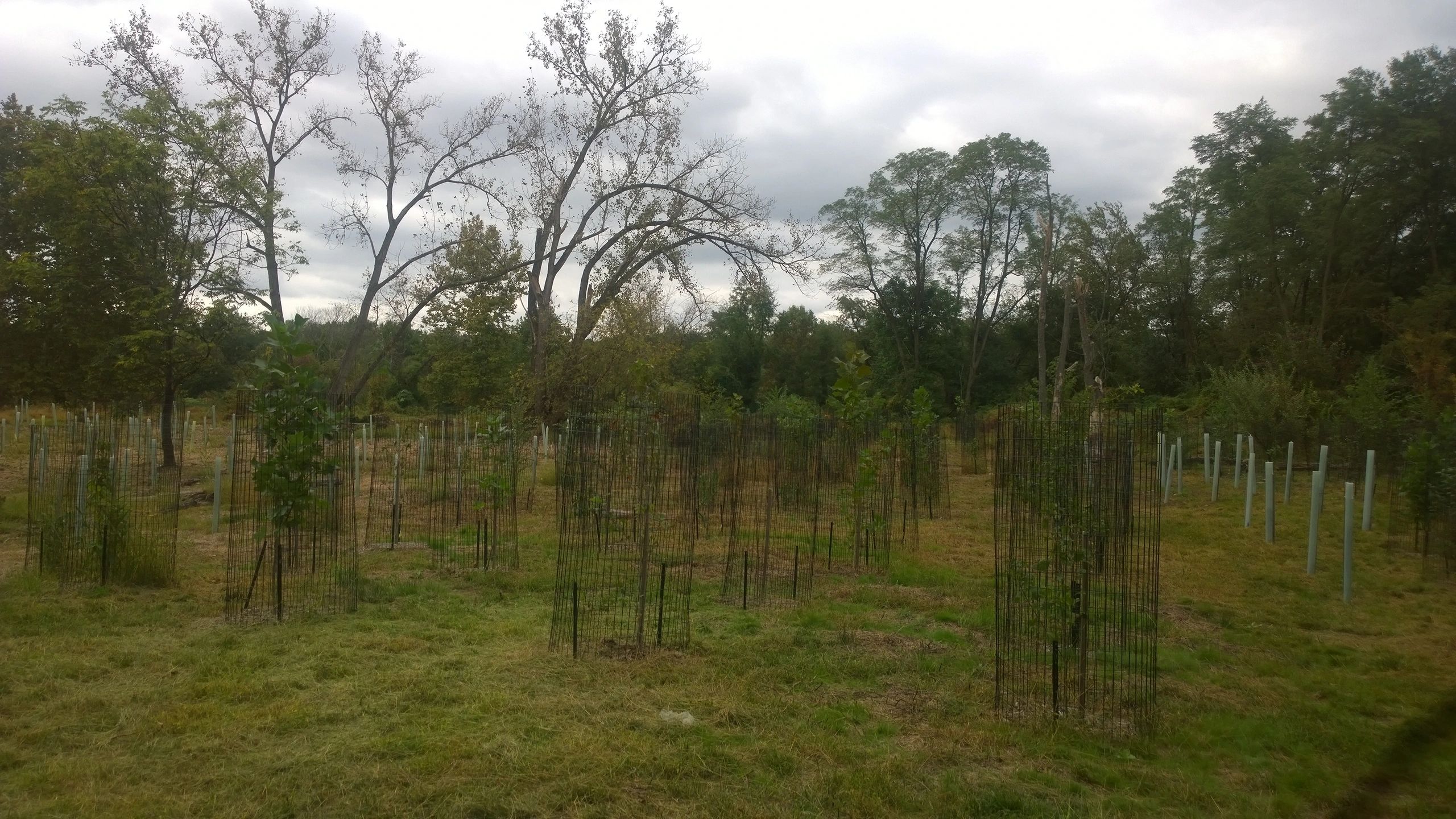 Neshaminy State Park Spring 2021 (Treevitalize funded 125 trees) 