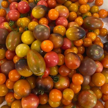 20+ varieties of tomatoes are grown at the farm