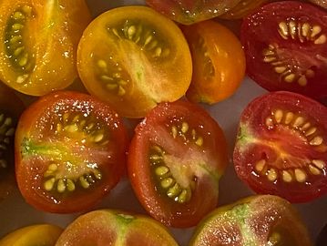 Tomato varieties 