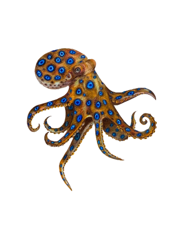Blue-Ringed Octopus Drawing
Coloured pencil on toned paper