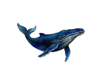 Humpback Whale Drawing
Coloured pencil on toned paper
