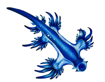 Blue Dragon Nudibranch Drawing
Coloured pencil on toned paper