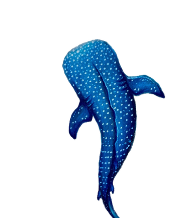 Whale Shark Drawing
Coloured pencil on toned paper