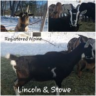 For sale ADGA Alpine goats Maine