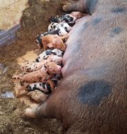 For sale piglets heritage old spot yorkshire duroc tamsworth Maine