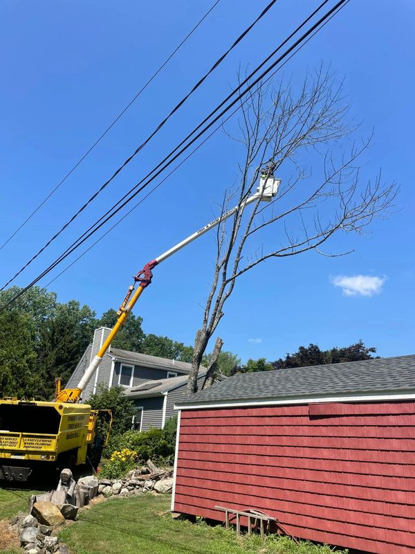 4 Different Types of Tree Removal - Timber Works Tree Care