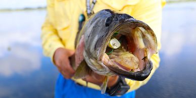 Largemouth Bass Florida Everglades Peacock Charter Guide Captain Shane Rates